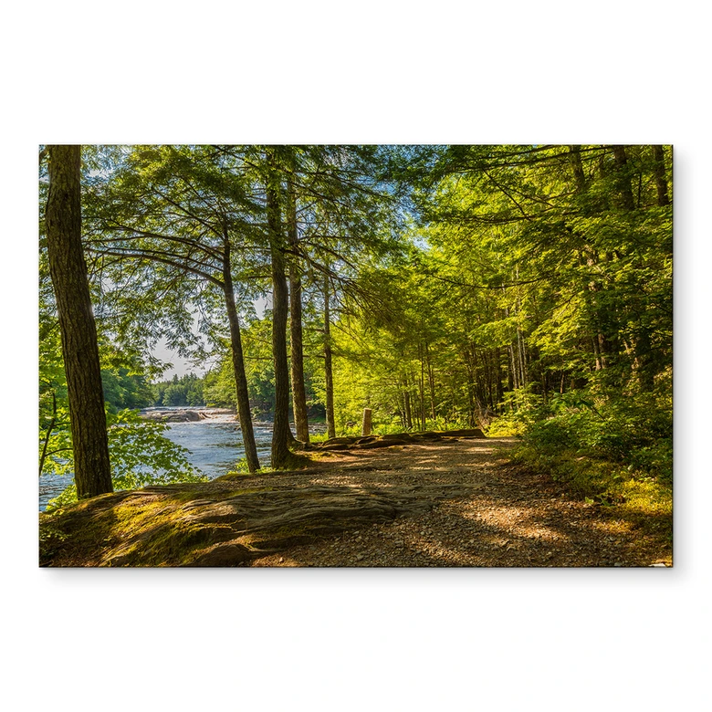 Wandbild Waldweg am Fluss - Alu-Dibond 
