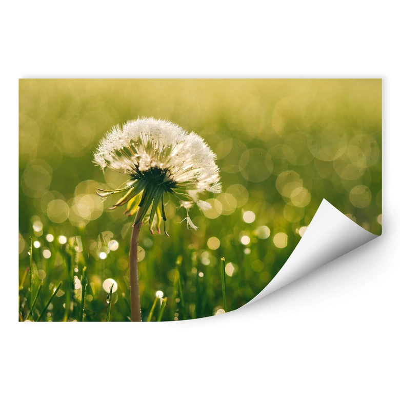 Wallprint - After Rain 
