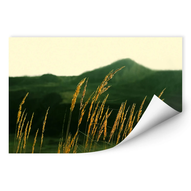 Wallprint W - Gräser 