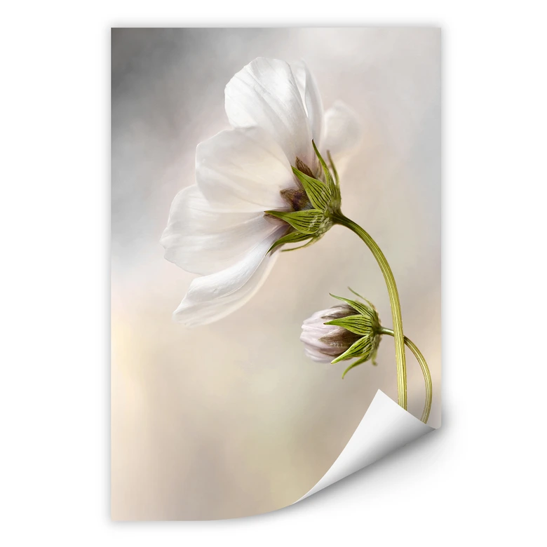 Wallprint Disher - Cosmos 