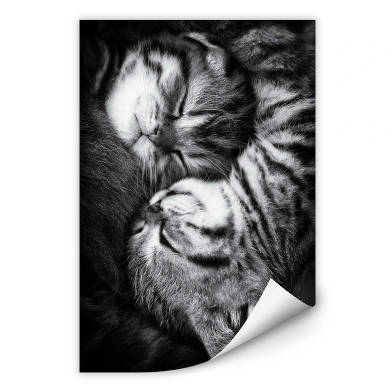 Wallprint Jancova - Sweet Kitten 