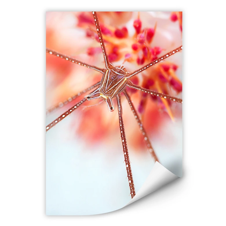 Wallprint Narchuk - Unterwasser-Exotik 
