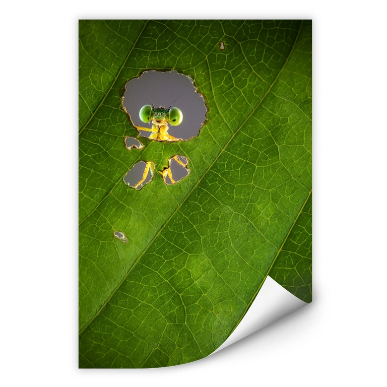 Wallprint Wilianto - Hello little Friend 