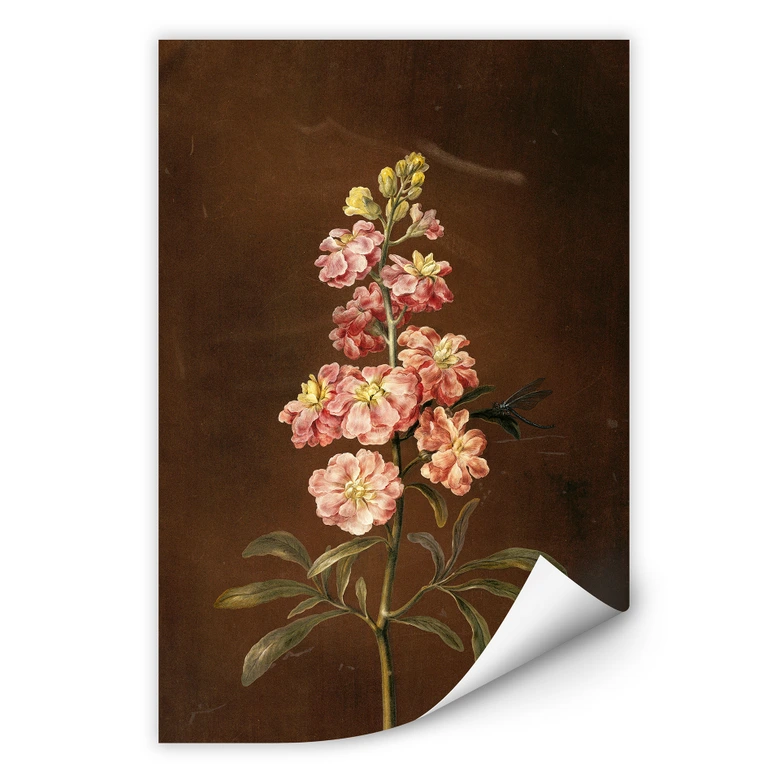 Wallprint - Dietzsch - Eine rosa Garten Levkkoje 