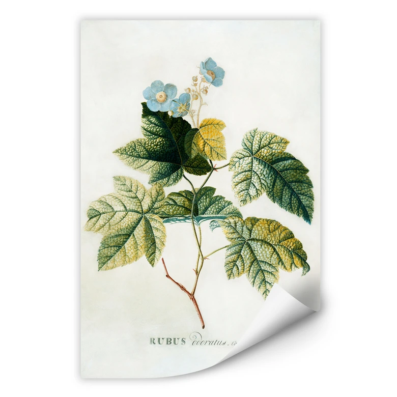 Wallprint - Ehret - Rubus 