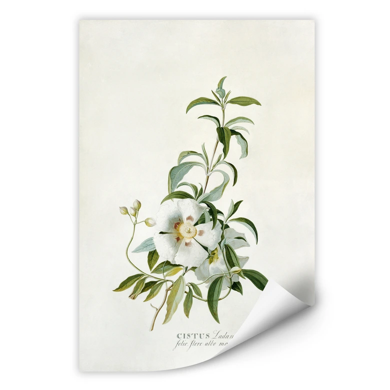 Wallprint - Ehret - Zistrose 