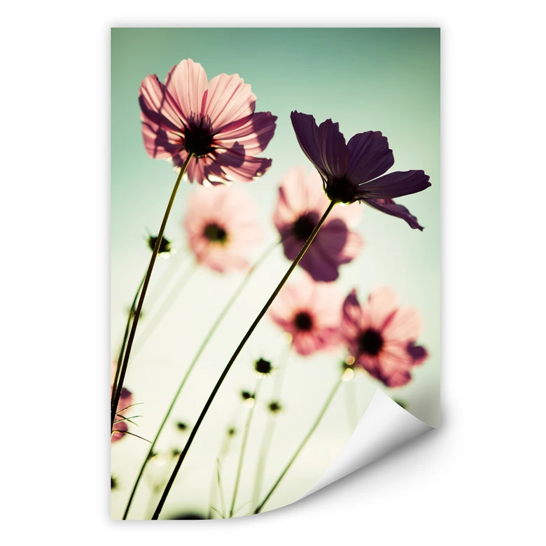 Wallprint - Rosa Kosmeen 