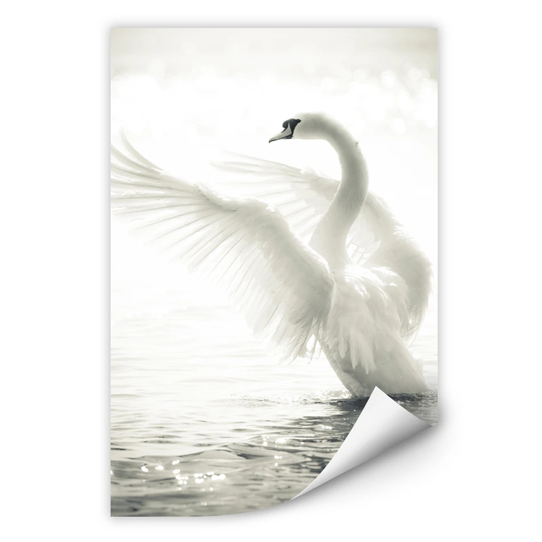 Wallprint W - Majestätischer Schwan 