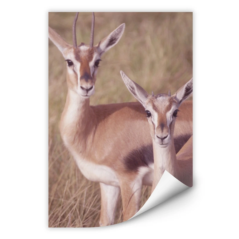 Wallprint - Springböcke 