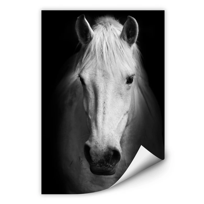 Wallprint - White Horse 