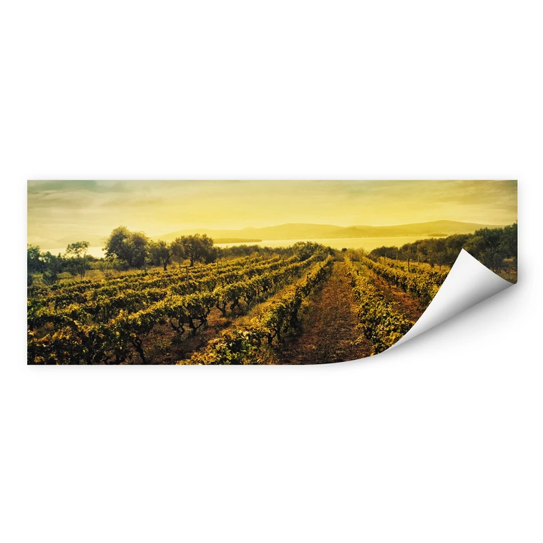 Wallprint - Weinreben im Sonnenuntergang - Panorama 