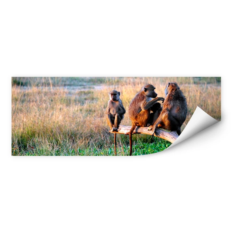 Wallprint - Affenbande - Panorama 