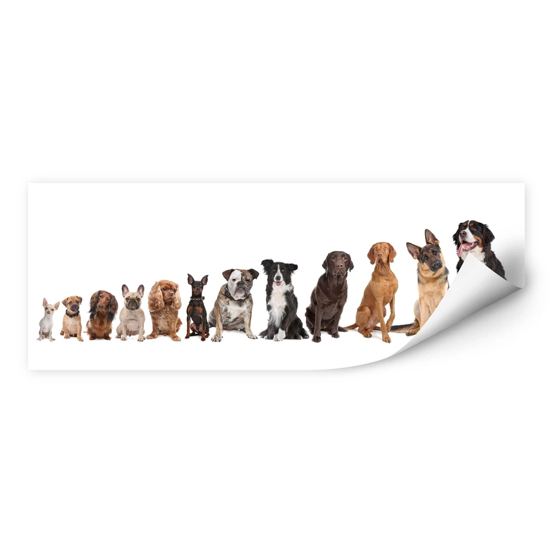 Wall print 48 Paws - Panorama 