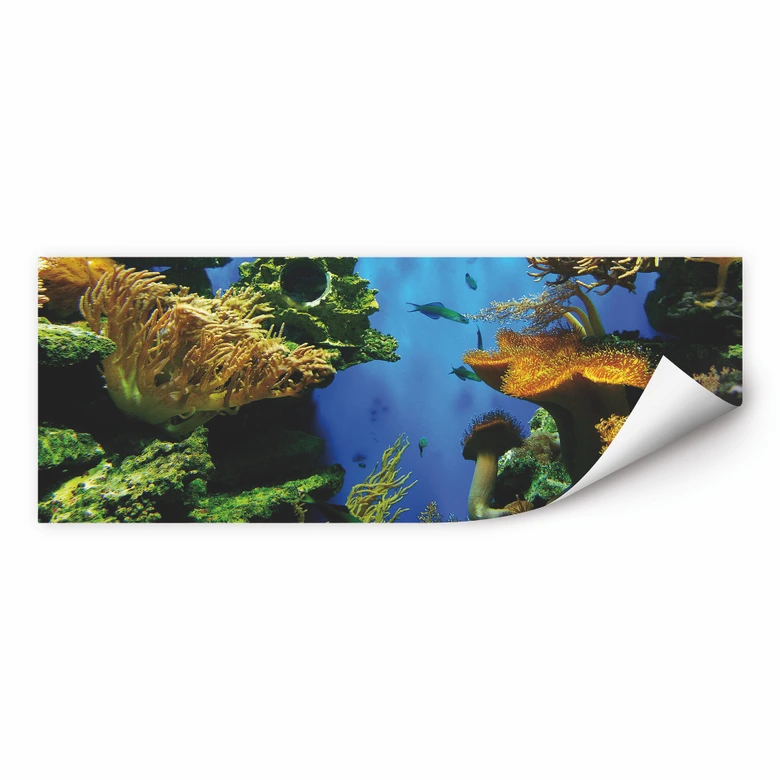 Poster autocollant - W - Récif de Corail 