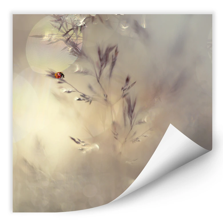 Wallprint Westum - Little Lady 
