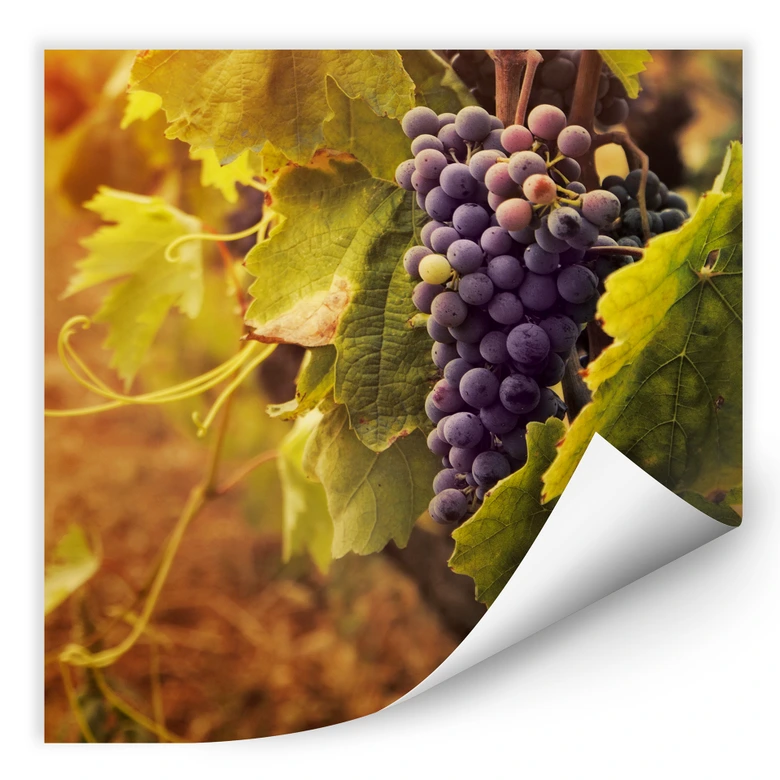 Wallprint - Toskanische Weinrebe 