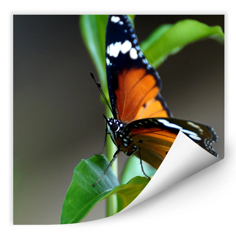 Wallprint - Kleiner Falter - quadratisch 