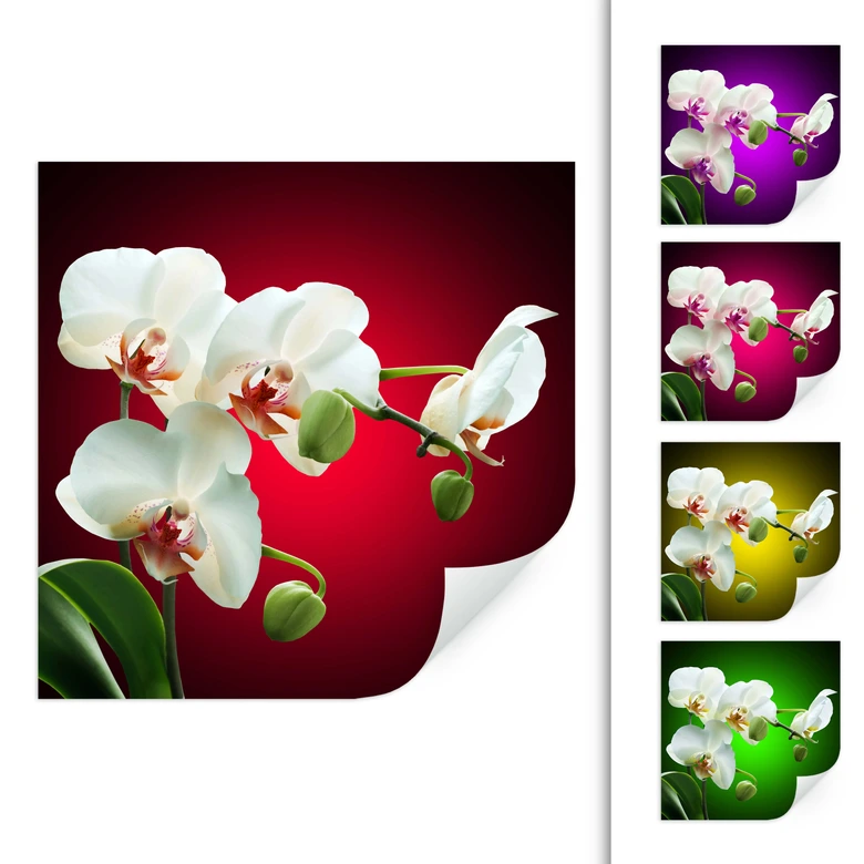 Wallprint - Blütenpracht einer Orchidee - quadratisch 