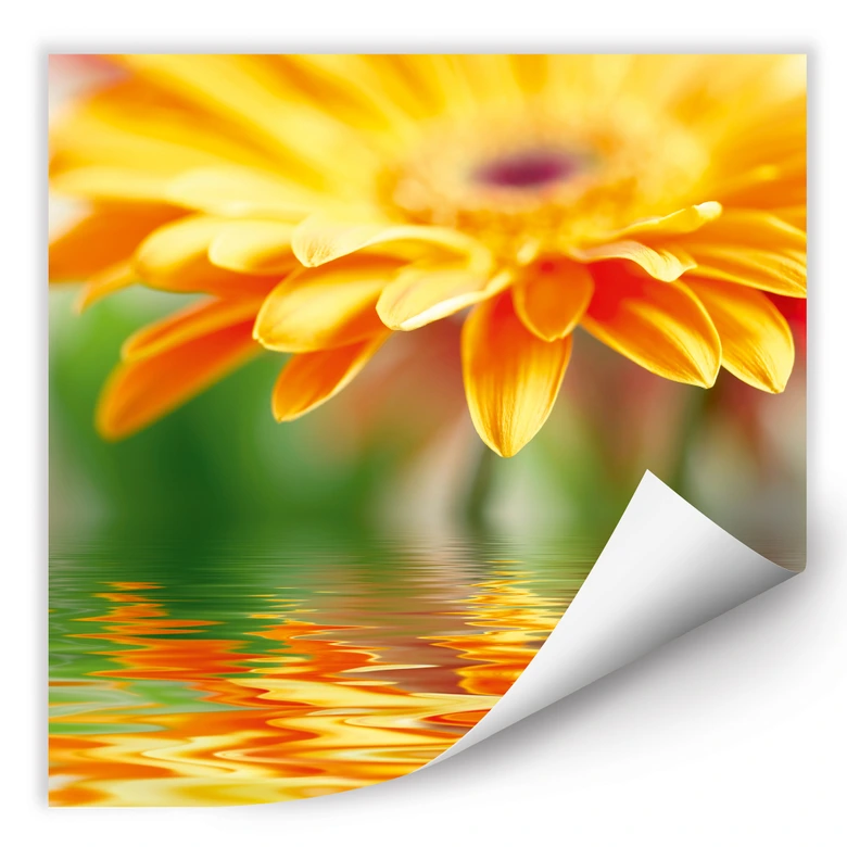 Poster autocollant - W - Reflet de Gerbera 