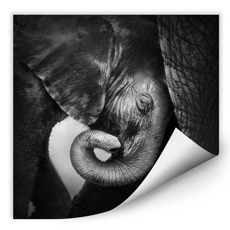 Wallprint - Das Elefantenbaby 