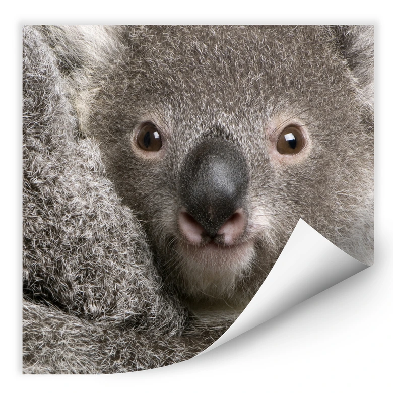Wallprint - Cuddly Koala 