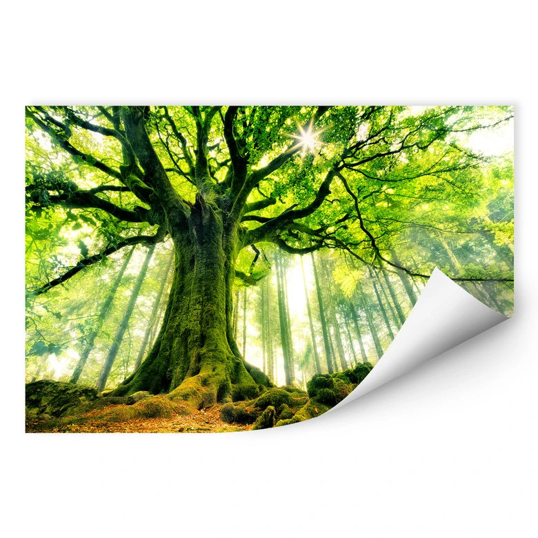Wallprint Kiciak - Märchenwald 