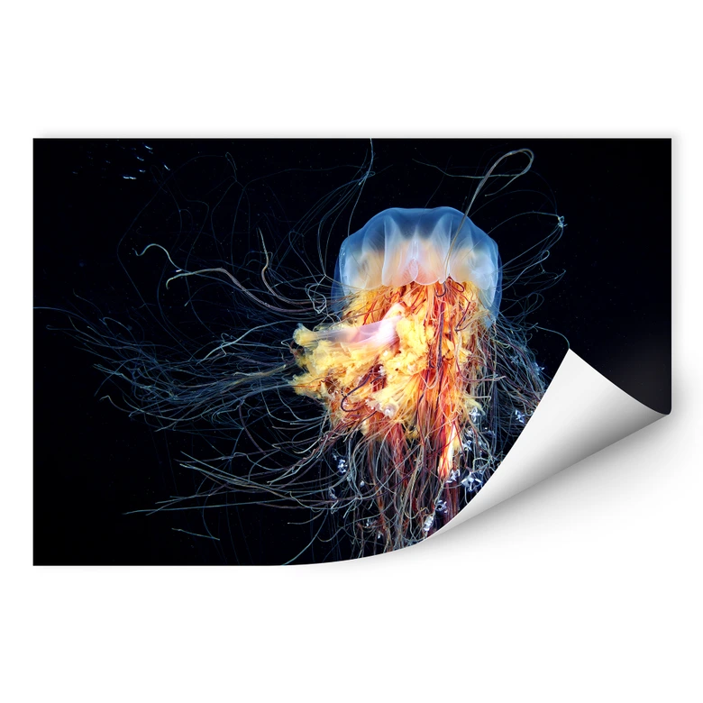 Wallprint Semenov - Amazing Jellyfish 