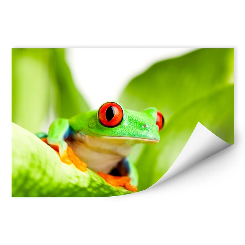 Wallprint W - Knallfrosch 