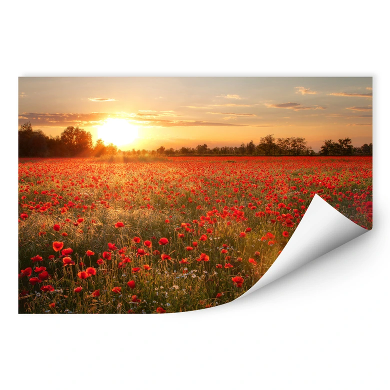 Wallprint - Mohnfeld im Sonnenuntergang 