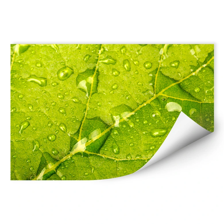 Wallprint - Wasserperlen 