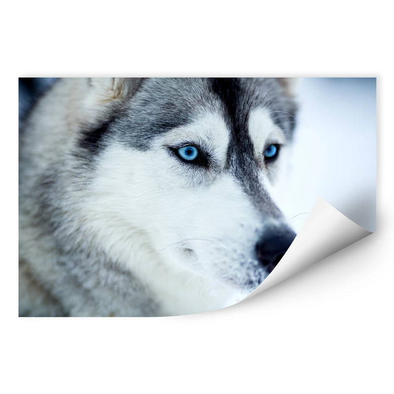 Wallprint Eisblaue Augen 
