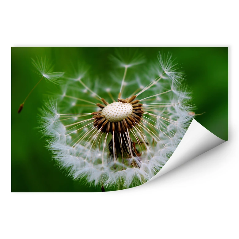 Wallprint Pusteblume im Wind 