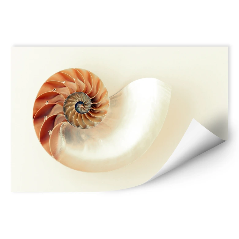 Wallprint Nautilus 