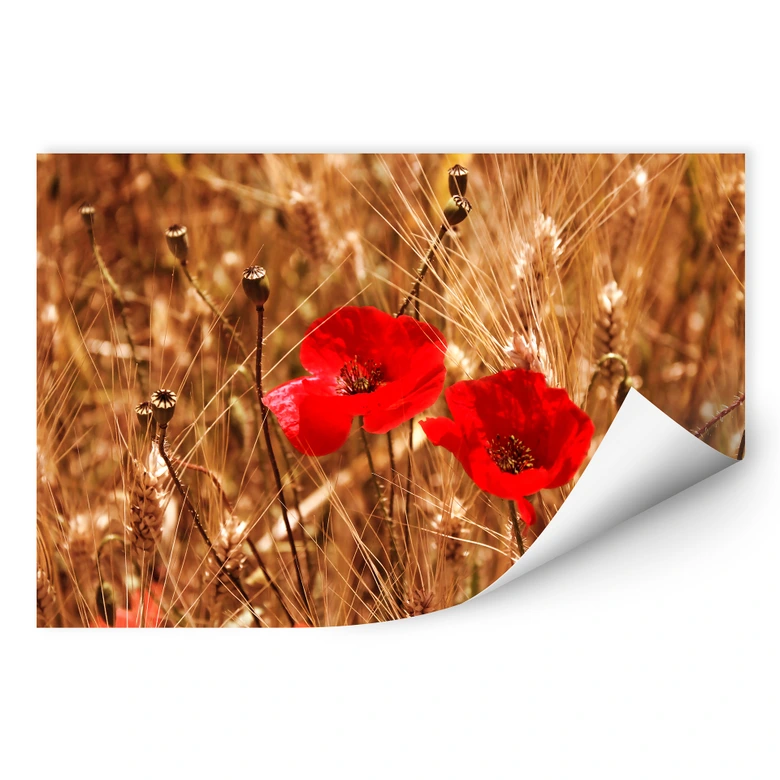 Wallprint Mohnblüten im Feld 