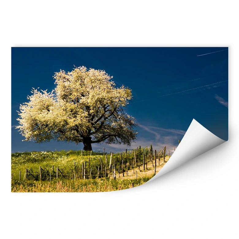 Wallprint - Blütenpracht im April 