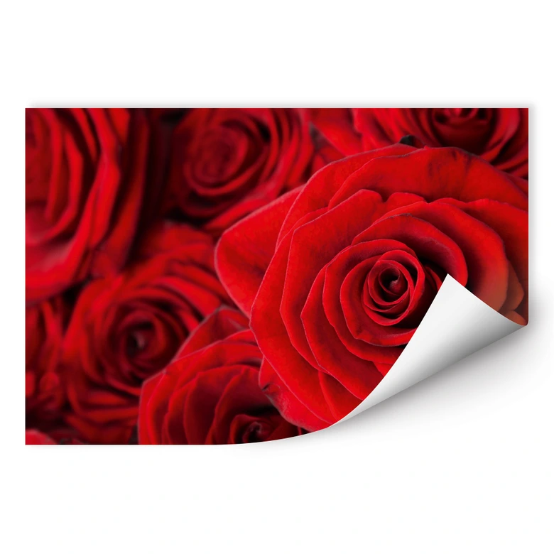 Poster autocollant - W - Rose 