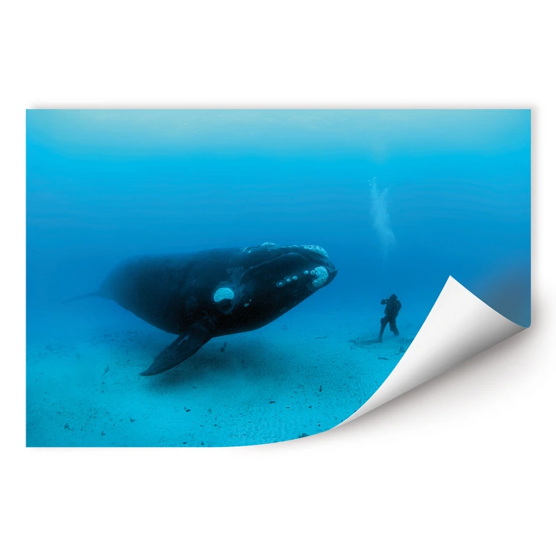 Wall print NG whale with diver 