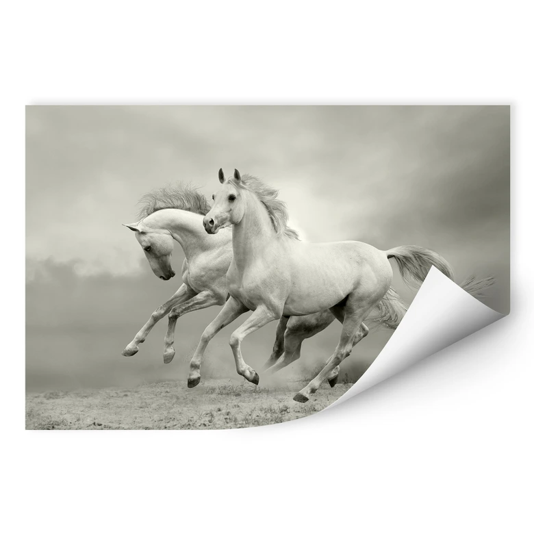 Wallprint - Pferde im Galopp 