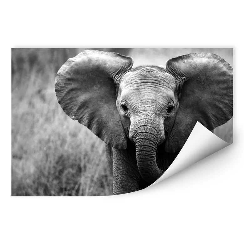 Wallprint W - Jumbo der kleine Elefant 