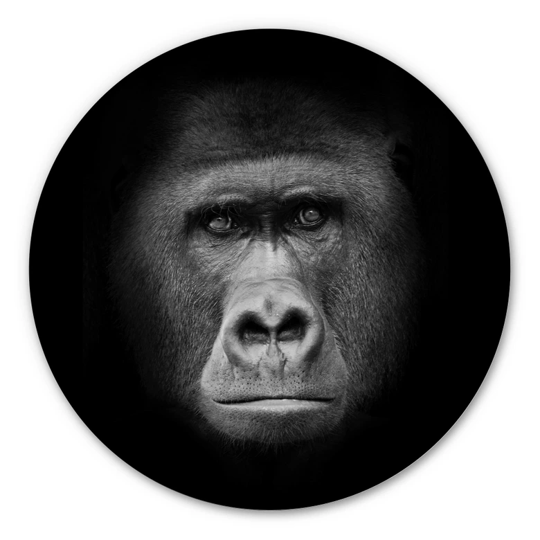 Alu-Dibond Gorilla - rond 