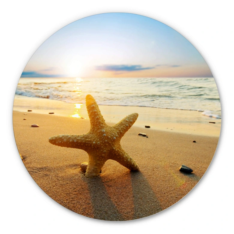 Alu-Dibond Zeester in het Zand - rond 