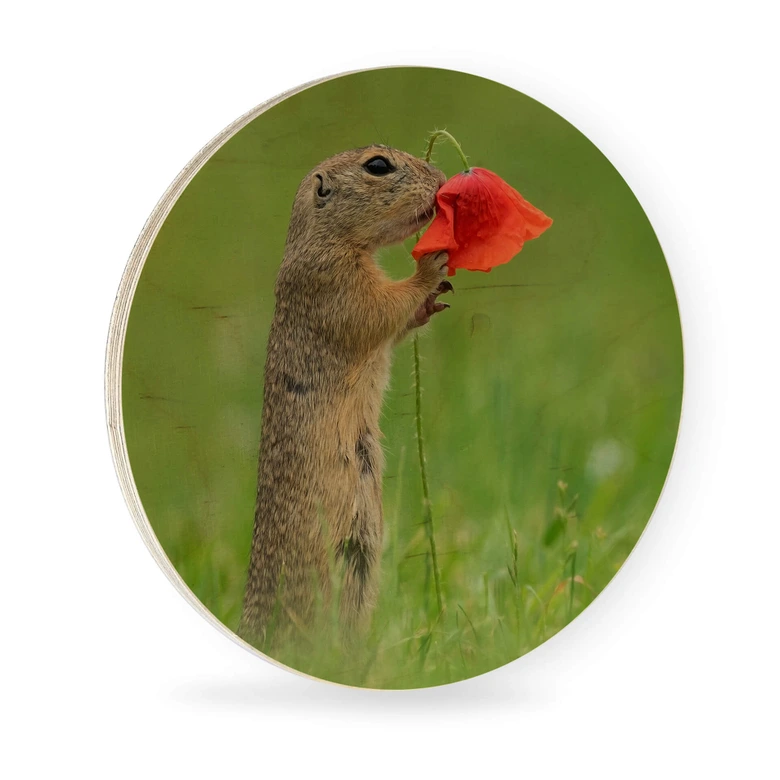 Holzbild van Duijn - Erdhörnchen mit Mohnblume - Rund 
