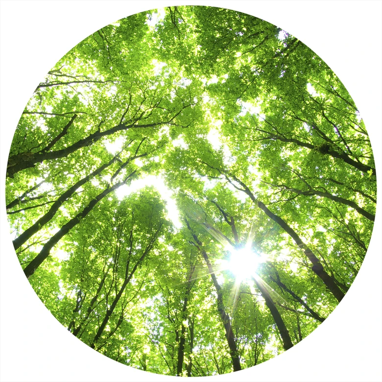 Round wall mural Tree Tops in the Forest - non self-adhesive/self-adhesive wallpapers 