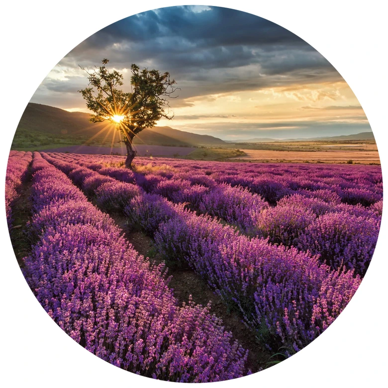 Round wall mural Lavender in France - non self-adhesive/self-adhesive wallpapers 