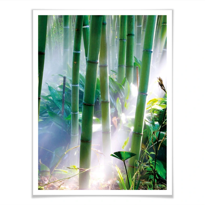 Plakat Bambusowy las - szczegóły 