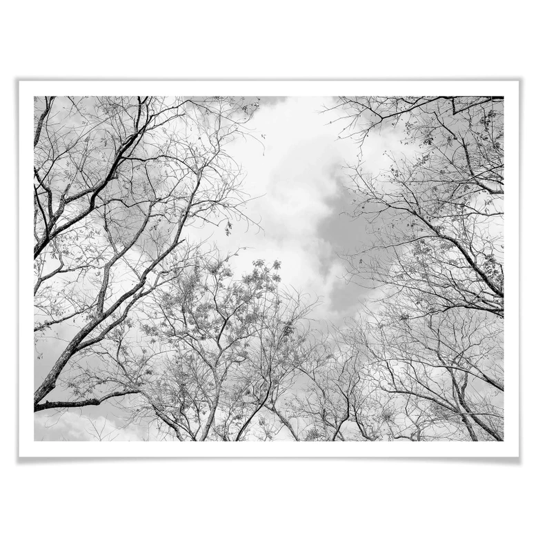 Poster Baumkronen im Himmel 