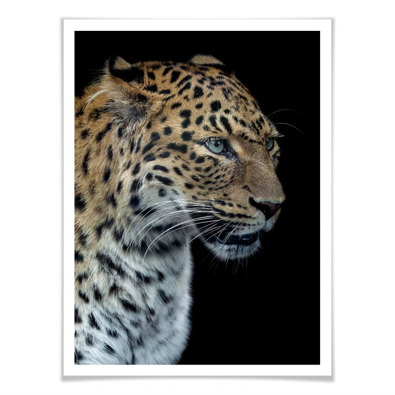 Poster Dambreville - Neugieriger Jaguar 