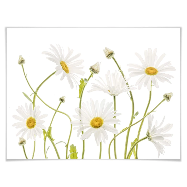 Poster Disher - Ox eye Daisies 