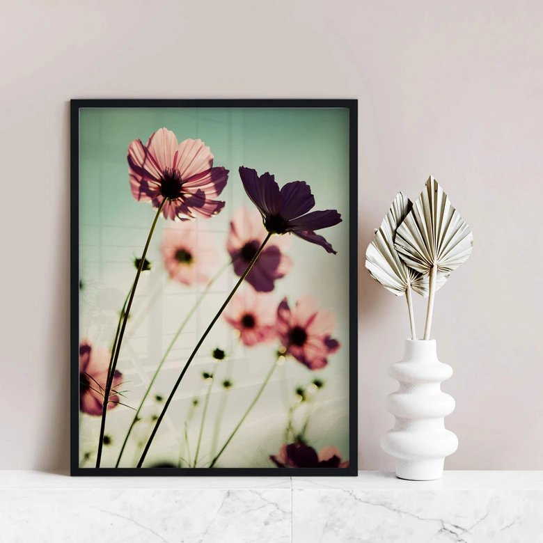 Poster Rosa Kosmeen 