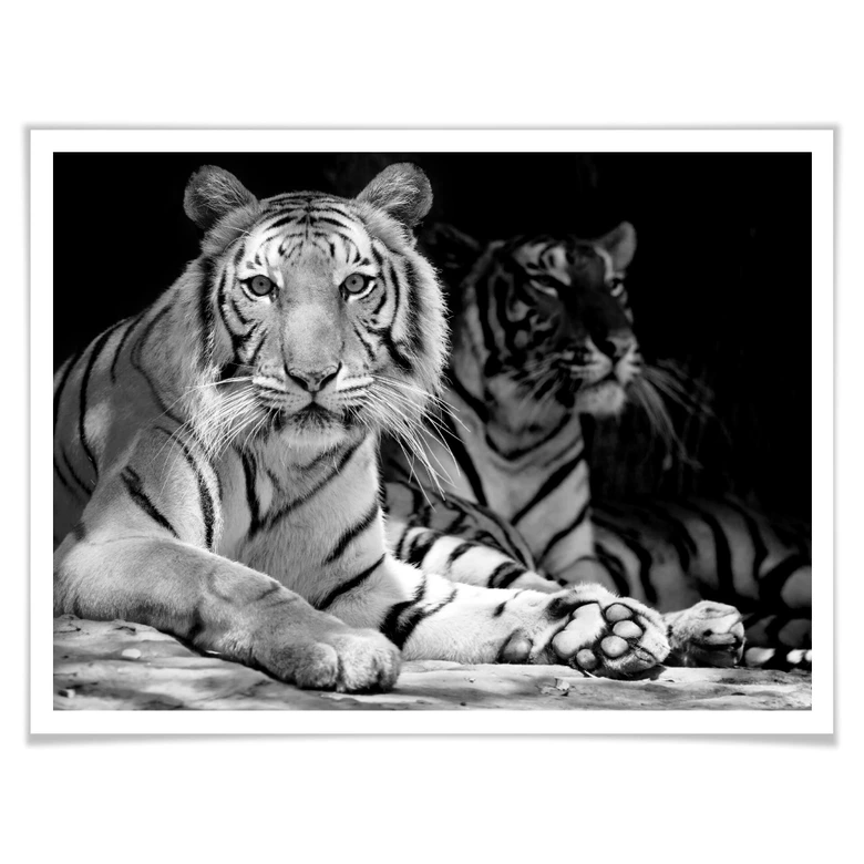 Poster Zwei Königstiger - schwarz/weiß 